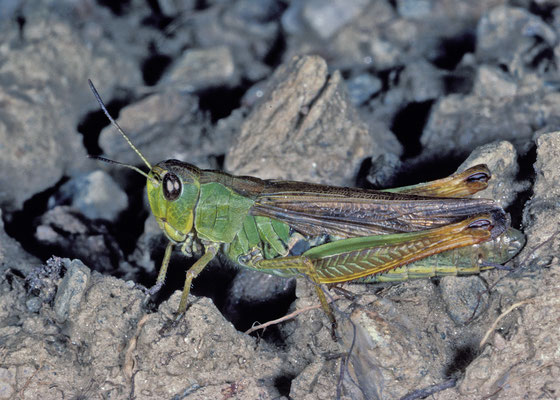 Gebirgsgrashüpfer (Stauroderus scalaris), Männchen