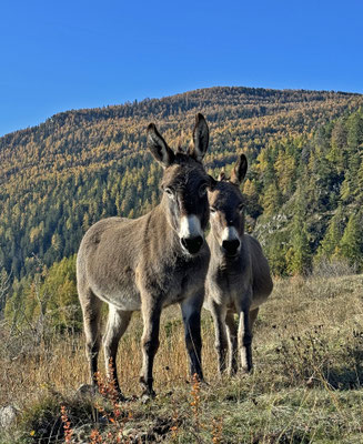 Hausesel auf dem Biel oberhalb Dorfzentrum von Zeneggen