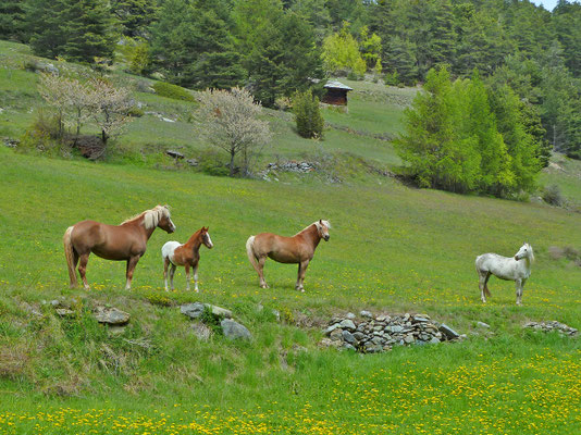 Haflinger (Rohr, Zeneggen)