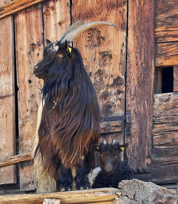 Walliser Schwarzhalsziege mit Kitz