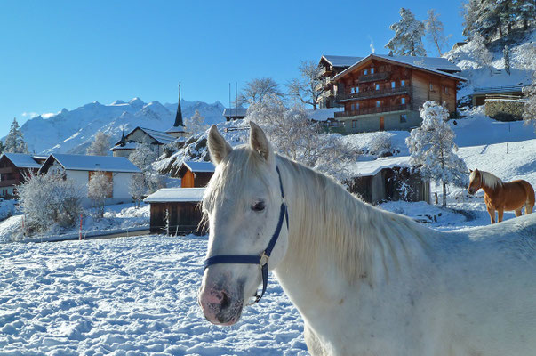 Pferde auf einer Weide im Winter im Dorfzentrum von Zeneggen