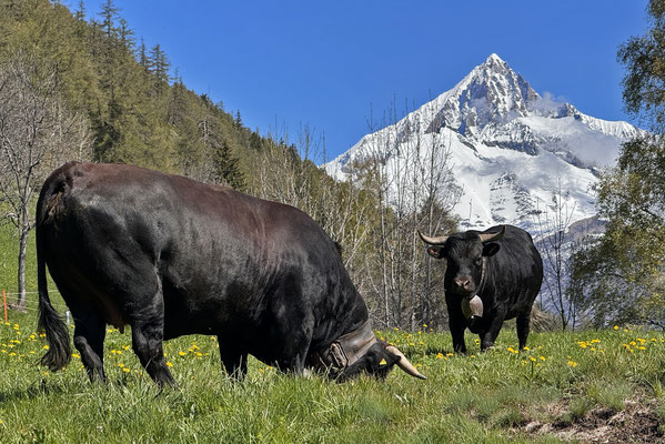 Eringer-Kühe (im Hintergrund Bietschhorn)