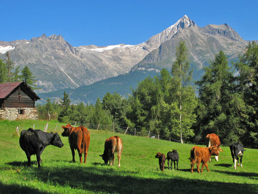 Rinderherde  (Obersal, Zeneggen)