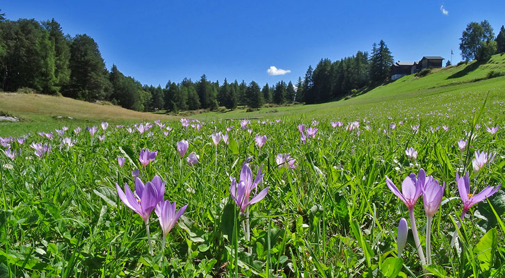 Herbstzeitlose / Colchicum autumnale (Untere Hellela, Zeneggen)