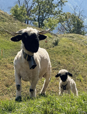 Walliser Schwarznasenschaf mit Lamm