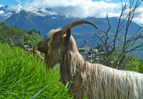Kupferhalsziege - Variante der Walliser Schwarzhalsziege siehe auch https://de.wikipedia.org/wiki/Kupferhalsziege (Winkelried / Zeneggen)