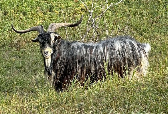Kaschmirziegenbock
