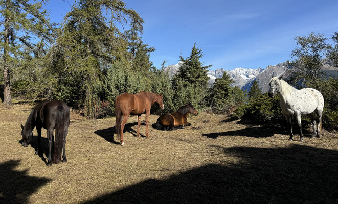 Pferde auf dem Biel oberhalb Dorfzentrum von Zeneggen