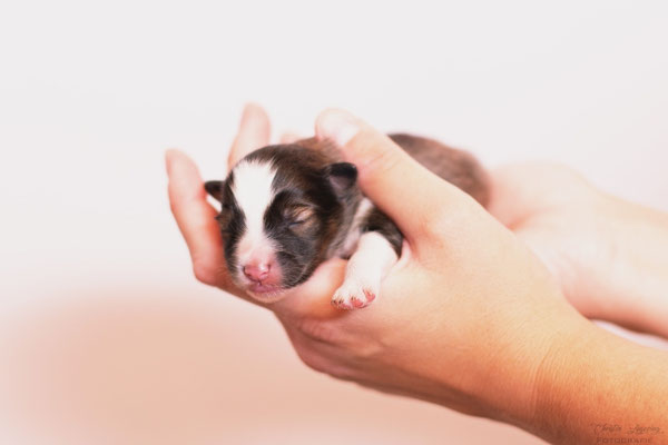 Beutlin's Crimes of Grindelwald, 3 days old