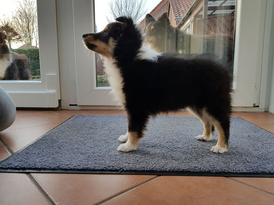 Tris mit  9 Wochen 