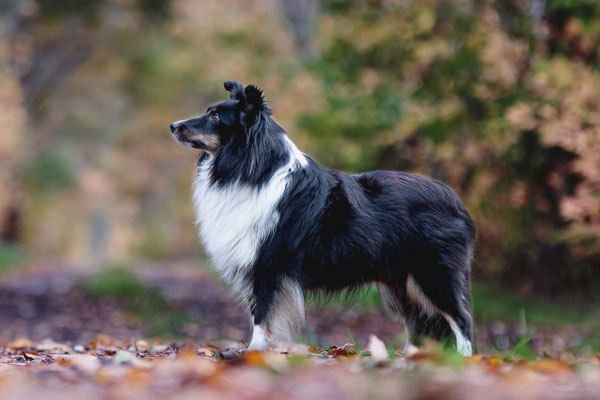 Ginny 3 1/2 years old