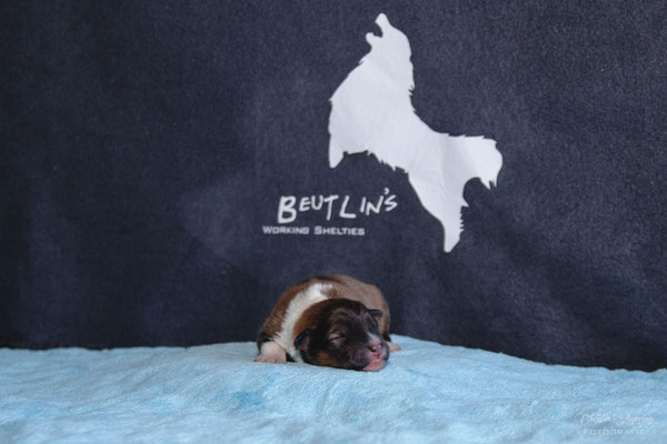 Beedle 1 day