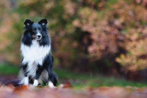 Ginny 3 1/2 years old