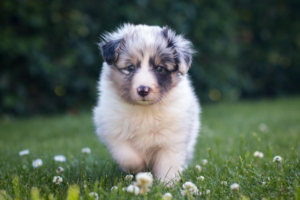 Beutlin's Dauntless Phoenix *Fawkes, 5 weeks old 