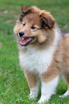 Watson 11 weeks