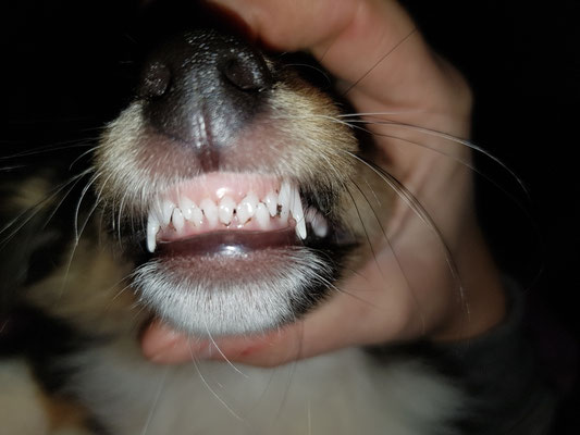 Vor Beginn der Zahnung - beutlinss Webseite!