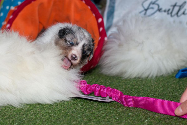 Beutlin's Dauntless Phoenix *Fawkes, 4 weeks old 