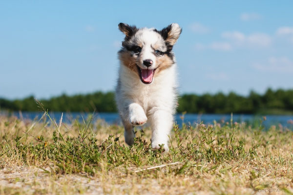 Beutlin's Dearest Boy Who Lived *Harry, 7 weeks old 