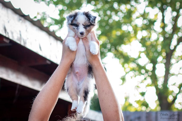 Beutlin's Dearest Boy Who Lived *Harry, 6 weeks old