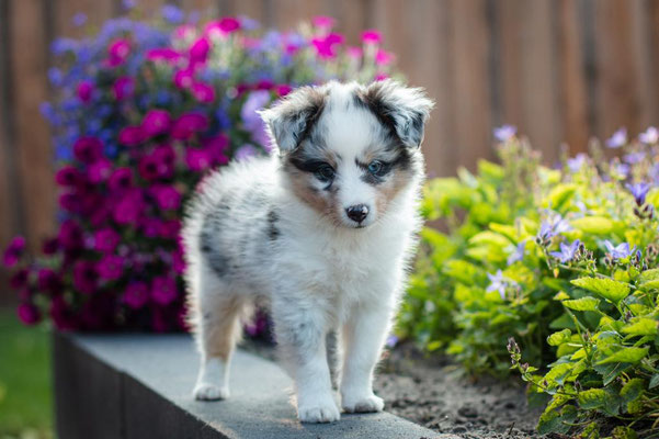 Beutlin's Dearest Boy Who Lived *Harry, 6 weeks old