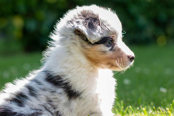 Beutlin's Dearest Boy Who Lived *Harry, 5 weeks old
