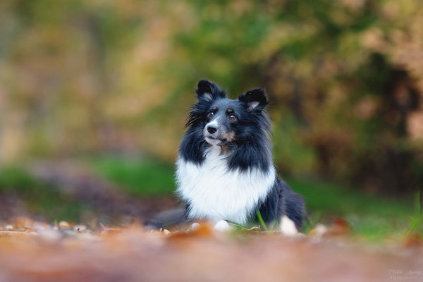 Ginny 3 1/2 years old