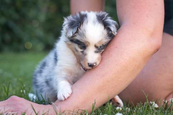 Beutlin's Dearest Boy Who Lived *Harry, 5 weeks old