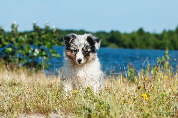Beutlin's Dauntless Phoenix *Fawkes, 7 weeks old 