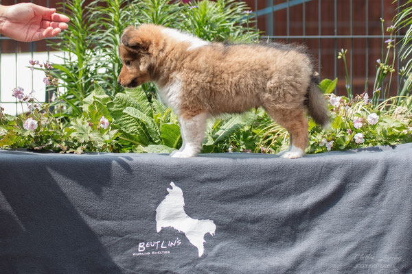 Beedle 8 weeks