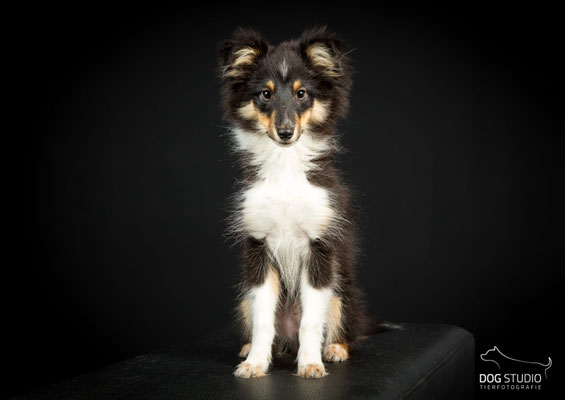Beutlin's A Free Elf *Dobby* 19 weeks