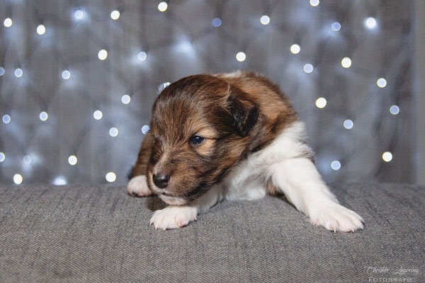 Beedle 3 weeks