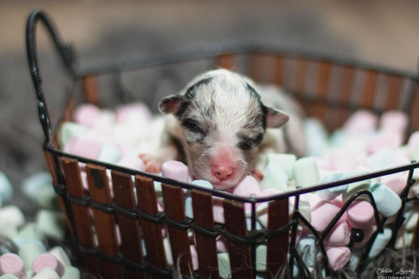 Beutlin's Dearest Boy Who Lived *Harry, 1 day old