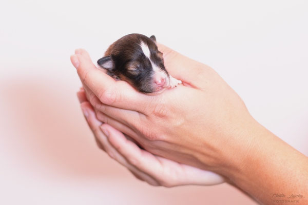 Beutlin's Colors of the Wind, 3 days old 