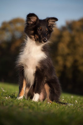 Beutlin's Arising Phoenix *Ruby* 19 weeks