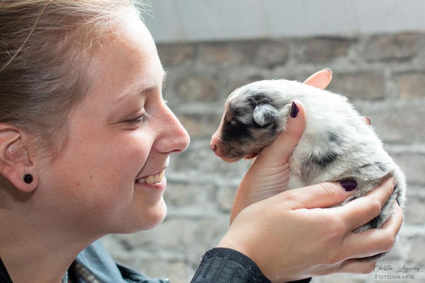 Beutlin's Dauntless Phoenix *Fawkes, 2 weeks old 