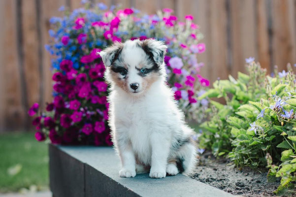 Beutlin's Dearest Boy Who Lived *Harry, 6 weeks old