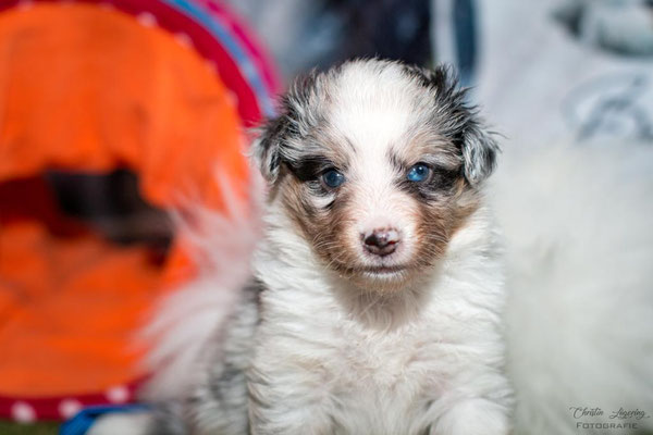 Beutlin's Dearest Boy Who Lived *Harry, 4 weeks old