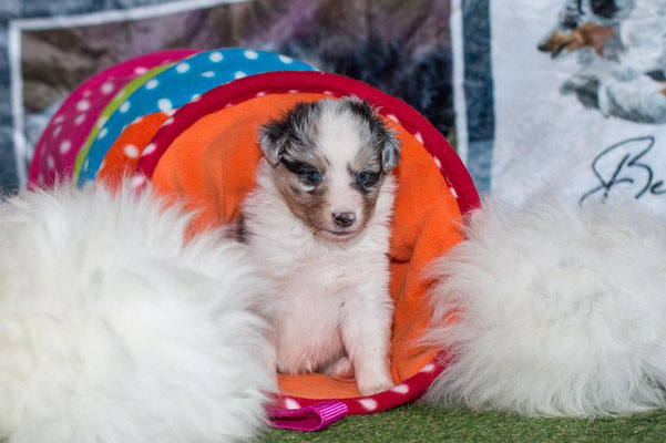 Beutlin's Dearest Boy Who Lived *Harry, 4 weeks old