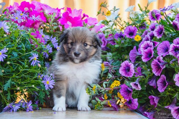 Watson 4 weeks