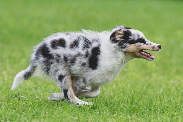 Beutlin's Dearest Boy Who Lived *Harry, 12 weeks old