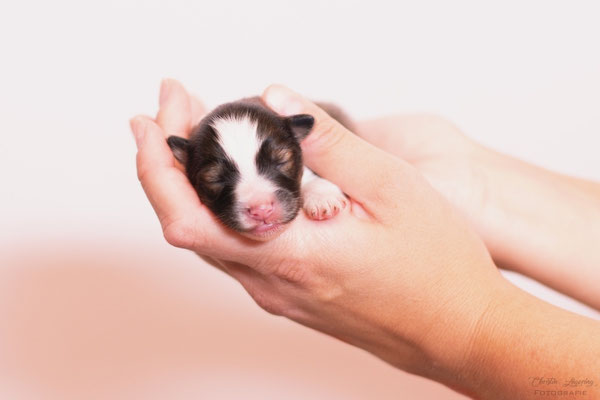 Beutlin's Crimes of Grindelwald, 3 days old
