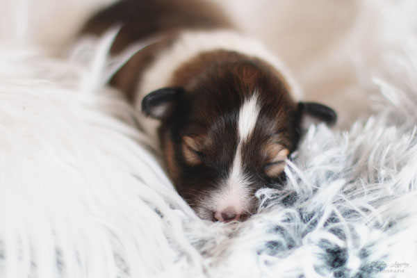 Beutlin's Colors of the Wind, 1 week 