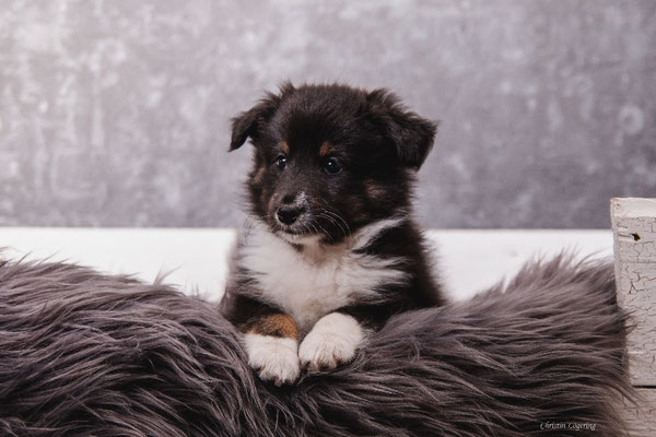 Beutlin's Arising Phoenix,  7 weeks 