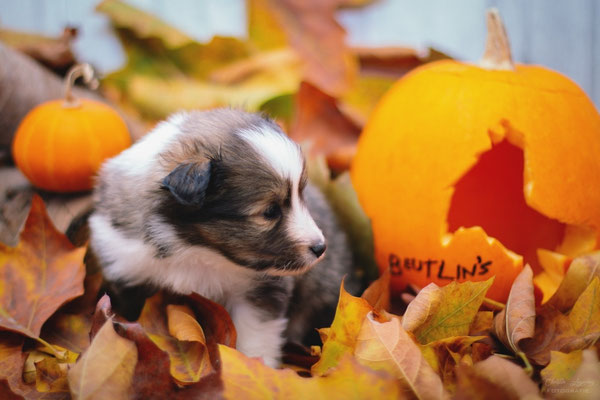 Beutlin's Crimes of Grindelwald *Newt, 4 weeks old 
