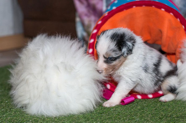 Beutlin's Dearest Boy Who Lived *Harry, 4 weeks old