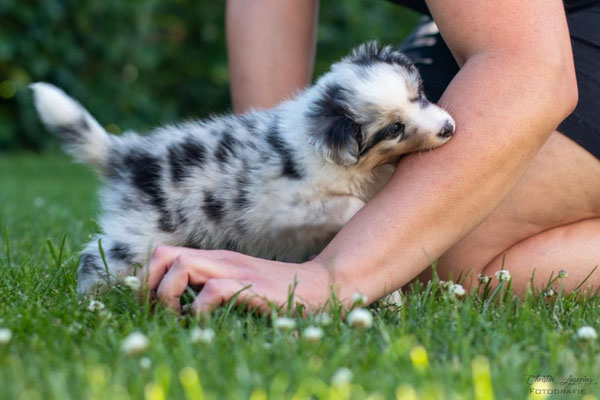 Beutlin's Dearest Boy Who Lived *Harry, 5 weeks old