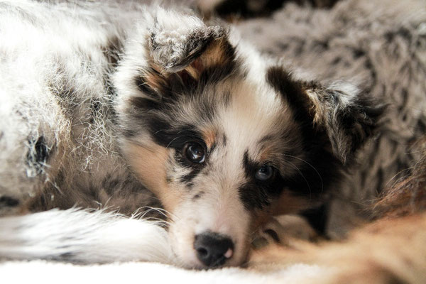 Beutlin's Dearest Boy Who Lived *Harry, 12 weeks old