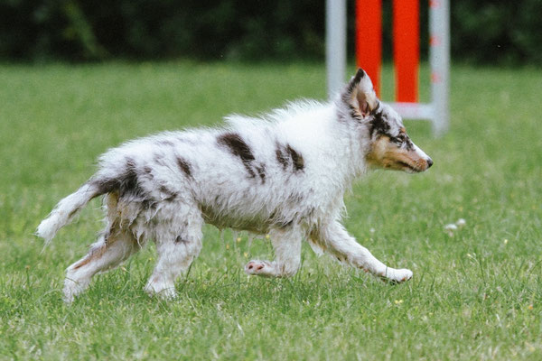 Beutlin's Dauntless Phoenix *Fawkes, 12 weeks old 