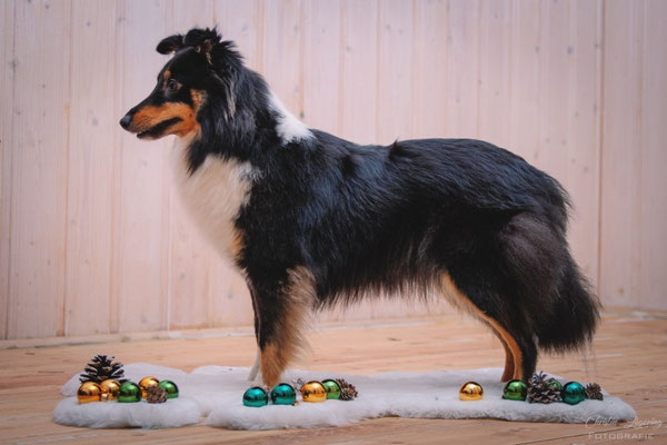 Tris 3 years old, X-mas 2020