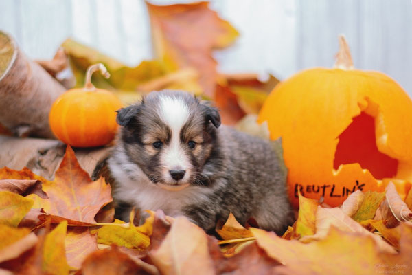 Beutlin's Crimes of Grindelwald *Newt, 4 weeks old 